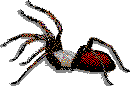 Imagen de araña