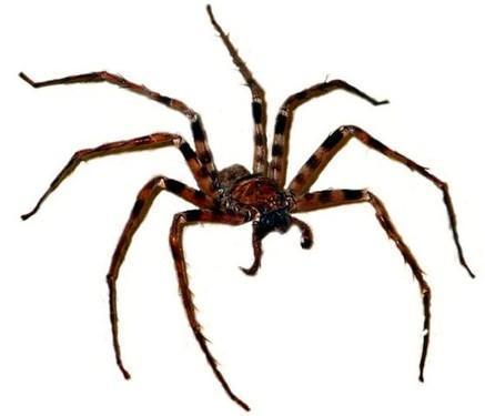 Imagen de araña