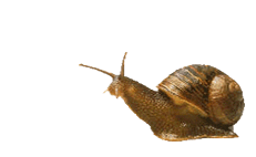 Imagen de caracol