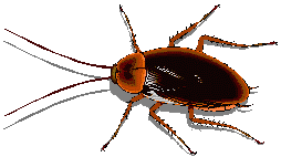Imagen de cucaracha