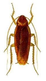 Imagen de cucaracha