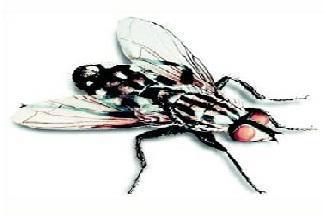 Imagen de mosca