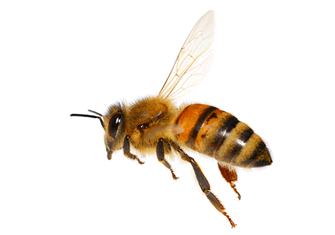 Imagen de abeja
